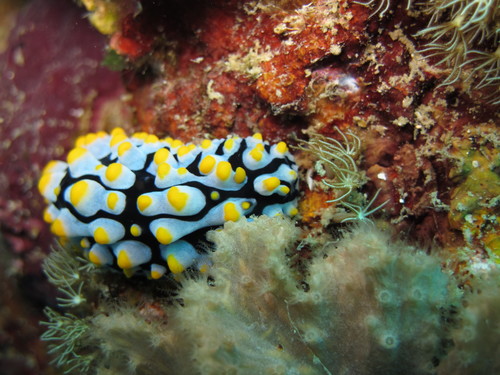 Varicose Wart Slug (Phyllidia varicosa)