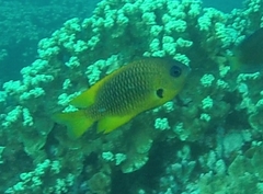 Pomacentrus nigromarginatus