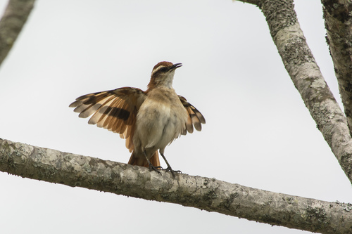 Wing-banded Hornero