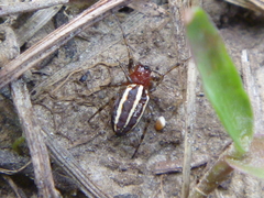 Alpaida leucogramma