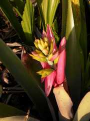 Aechmea aquilega