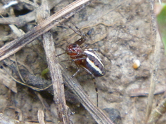 Alpaida leucogramma