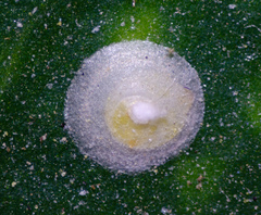 Pseudaulacaspis cockerelli