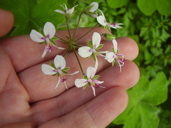 Pelargonium tomentosum
