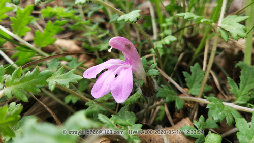 Pedicularis artselaeri
