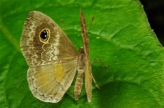 Perophthalma tullius