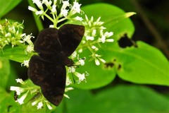 Pellicia