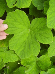 Pelargonium tomentosum