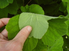 Pelargonium tomentosum