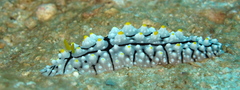 Phyllidia elegans