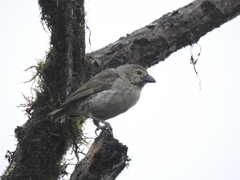 Camarhynchus pallidus