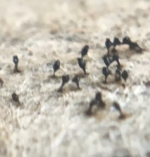 iNaturalist observation photo of Snag Pin