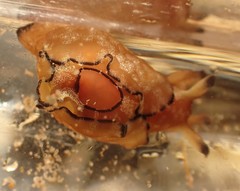 Aplysia concava