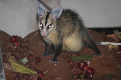 Didelphis albiventris