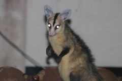 Didelphis albiventris