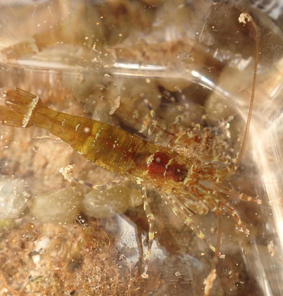 bald shrimp