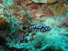 Phyllidiella pustulosa