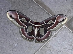 Rothschildia jacobaeae