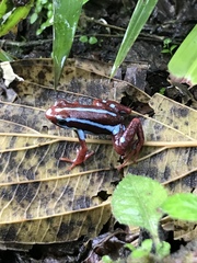 Epipedobates anthonyi