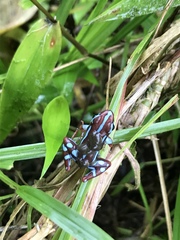 Epipedobates anthonyi