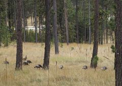 Meleagris gallopavo merriami