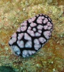 Phyllidiella pustulosa
