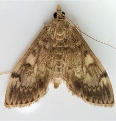 Anania tertialis