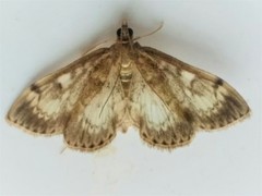 Anania tertialis