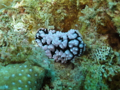 Phyllidiella pustulosa