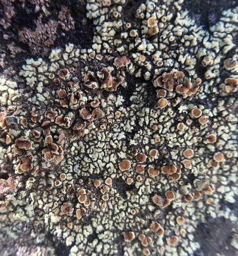 iNaturalist observation photo of Stonewall Rim Lichen