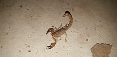 Timogenes elegans