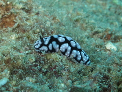 Phyllidiella pustulosa