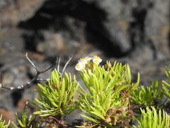 Darwiniothamnus tenuifolius