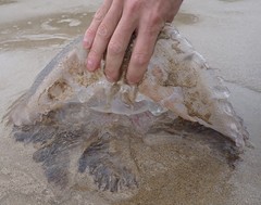 Pseudorhiza haeckeli