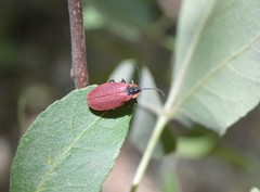 Lycus sanguinipennis