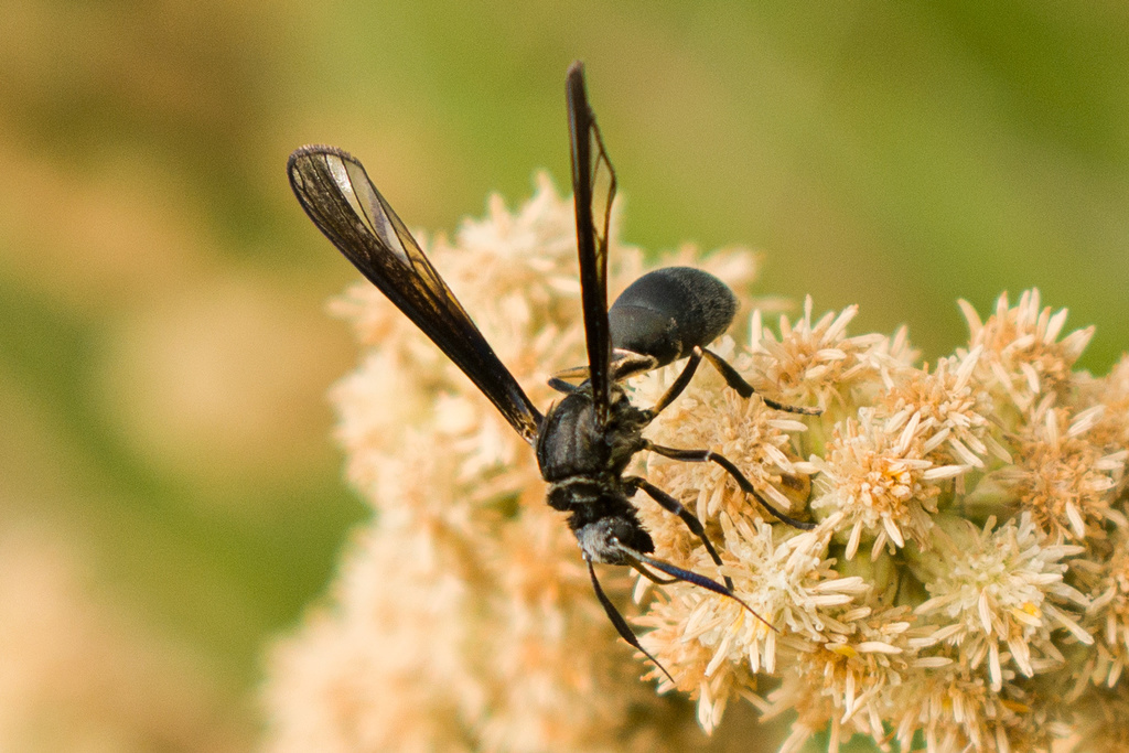 Myrmecopsis polybioides