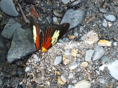 Heliconius xanthocles