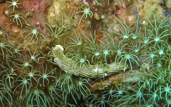 Dermatobranchus striatus