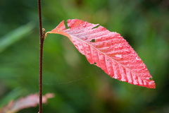 Nothofagus alpina