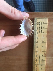 Scutellastra barbara