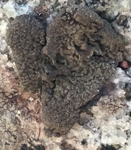 iNaturalist observation photo of Rock Tripes