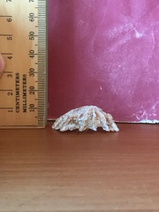 Scutellastra barbara