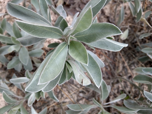 Lupinus westianus var. westianus image