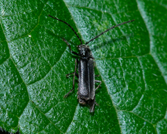 Silinae