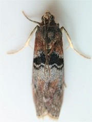 Sciota vetustella
