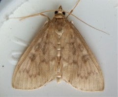 Framinghamia helvalis