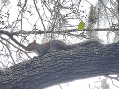 Sciurus carolinensis