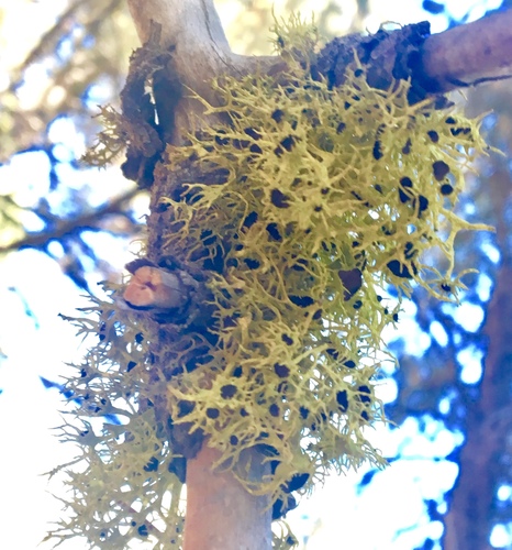 iNaturalist observation photo of Brown-eyed Wolf Lichen