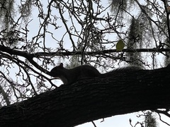 Sciurus carolinensis