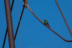 Cynanthus latirostris